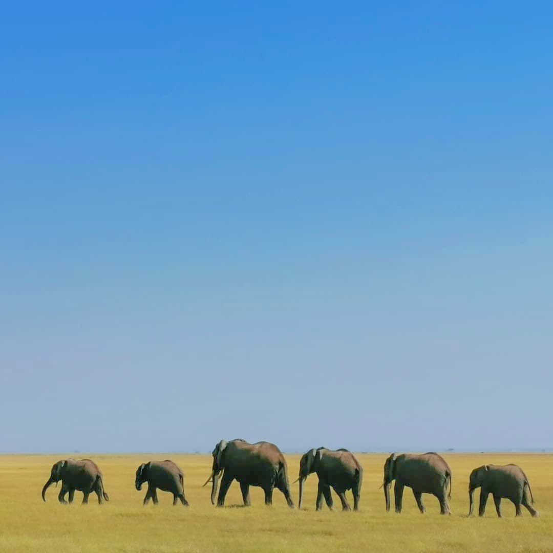 Elephants